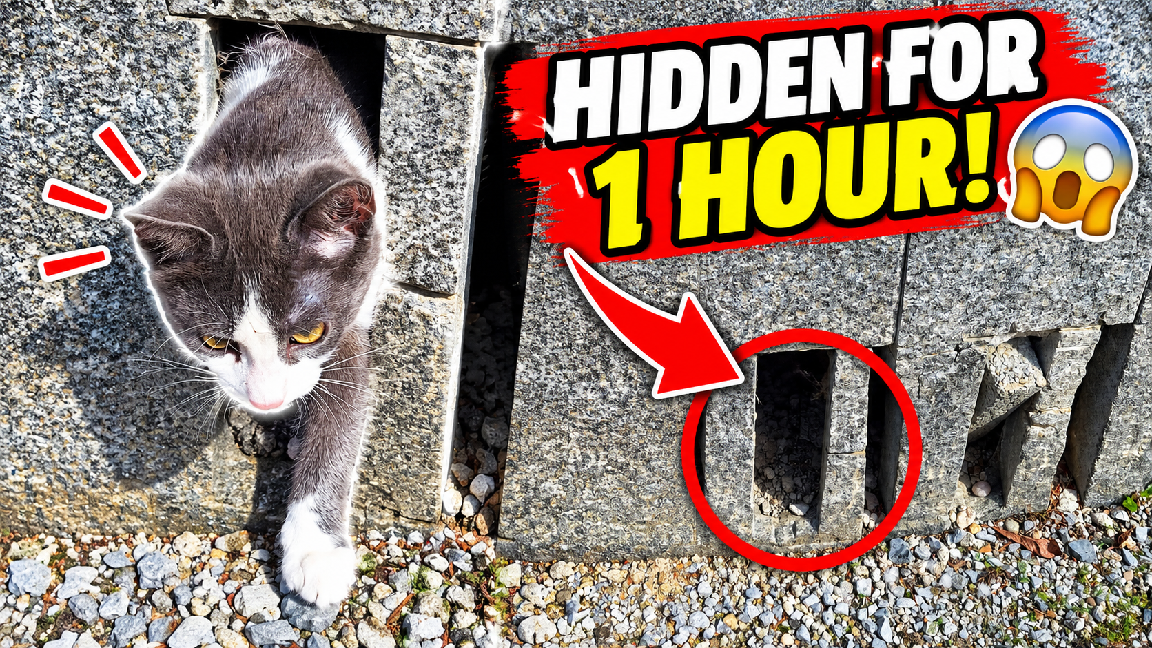 Simi, Akira and the Problem with Letting Blind Cats Roam